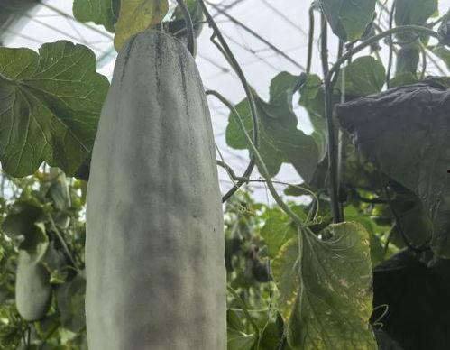 吃免费的瓜,共享甜蜜，品味生活  第2张